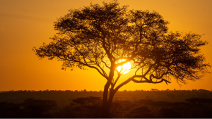 5 Ways to Experience Luxury Tanzania Holidays Like a VIP